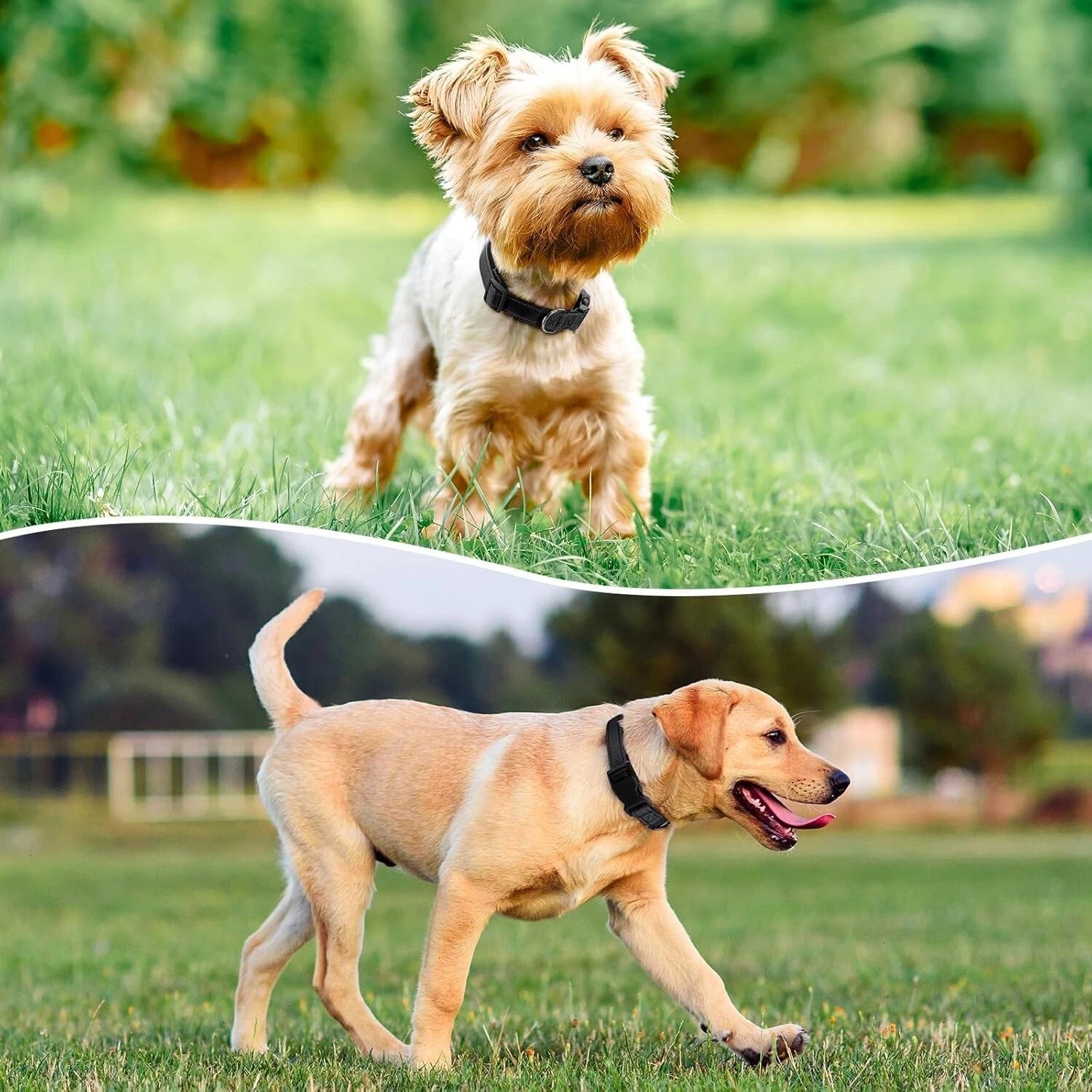 Dog Collar Reflective Adjustable Puppy Comfortable Padded Neoprene Small Medium - Image 6